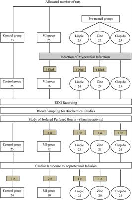 Supplementation of Lipoic Acid, Zinc and Clopidogrel Reduces Mortality Rate and Incidence of Ventricular Arrhythmia in Experimental Myocardial Infarction